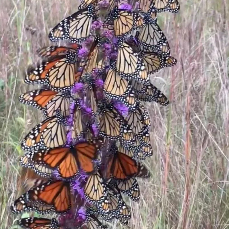 Prairie Blazing Star Seeds