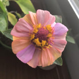 Planta de semillas de flores de zinnia mixta