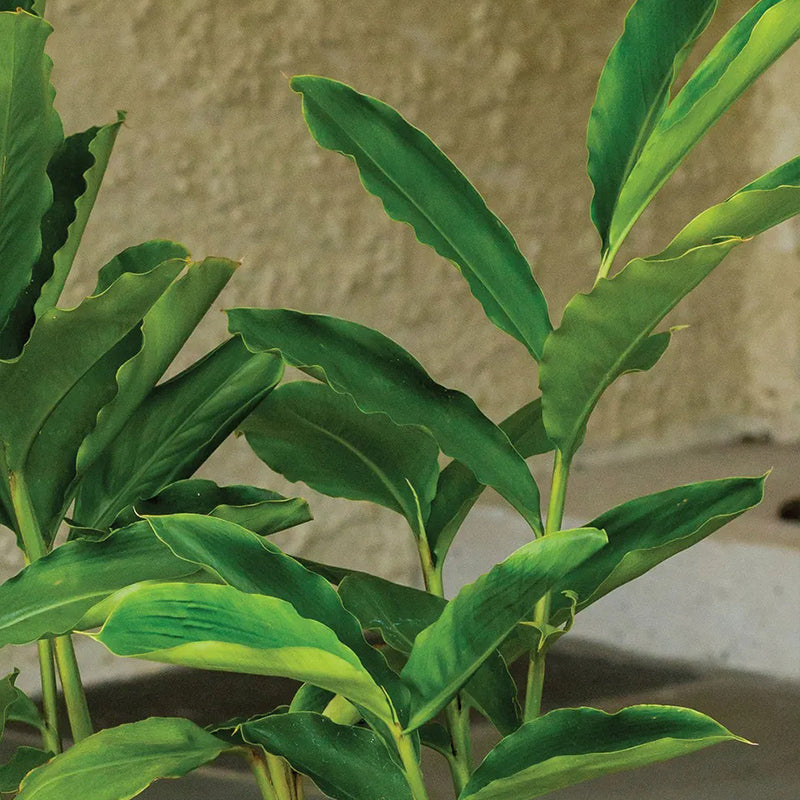 Turmeric, Curcuma longa