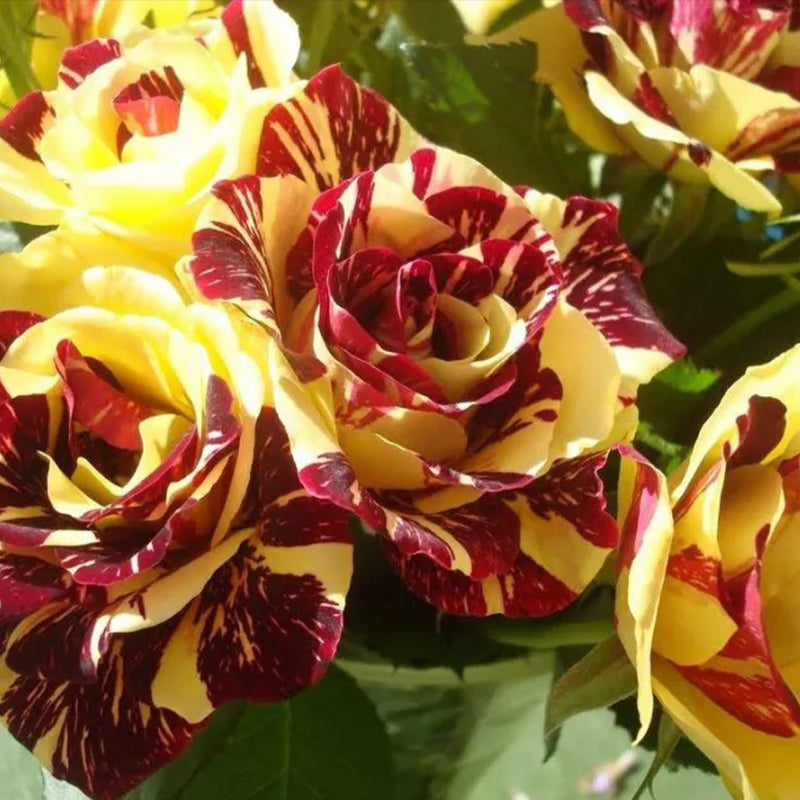 Tea Rose 'Dragon Tiger' Seeds