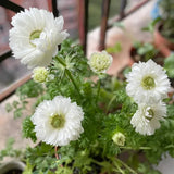Double Anemone Seeds — Add Resilient Elegance to Your Garden!