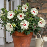 Hibiscus, French Vanilla