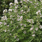 Perennial Althaea Officinalis Marsh Mallow Herb Garden Seeds for Planting