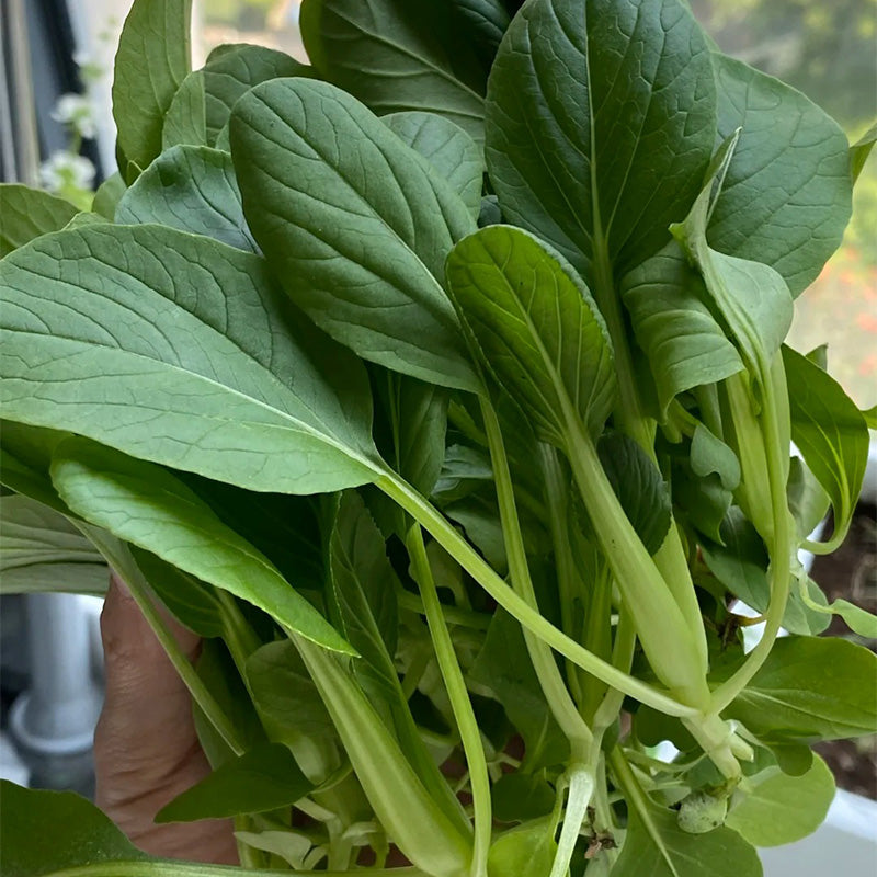 Baby Bok Choy Seeds