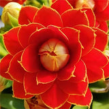 Semillas de flores de longevidad Golden Fox