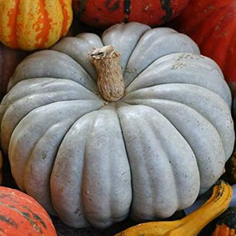 Exotic Blue Pumpkin Seeds Blue Pumpkin Seeds