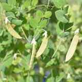 Sunshine Golden Snow Pea Seeds