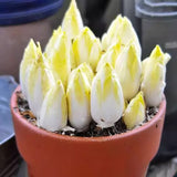 Semillas de achicoria europea
