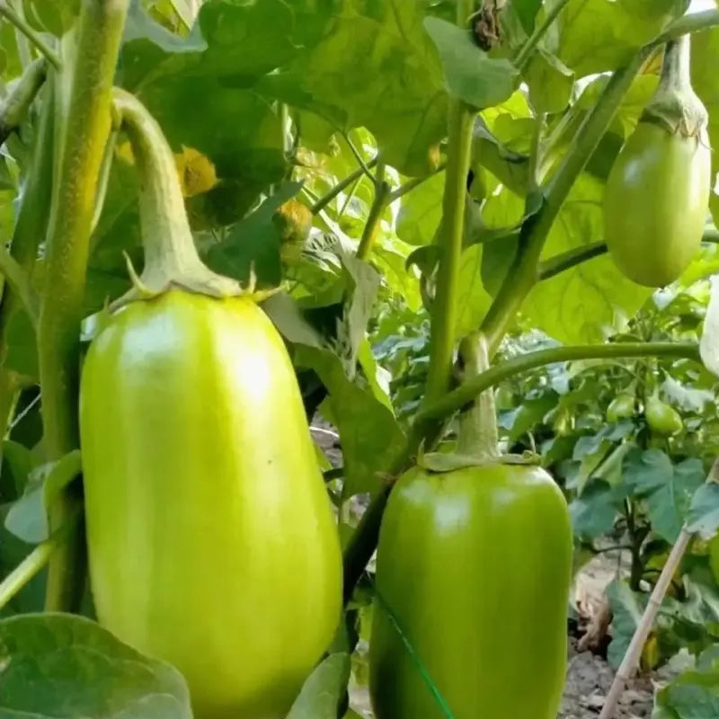 Green Can Eggplant Seeds
