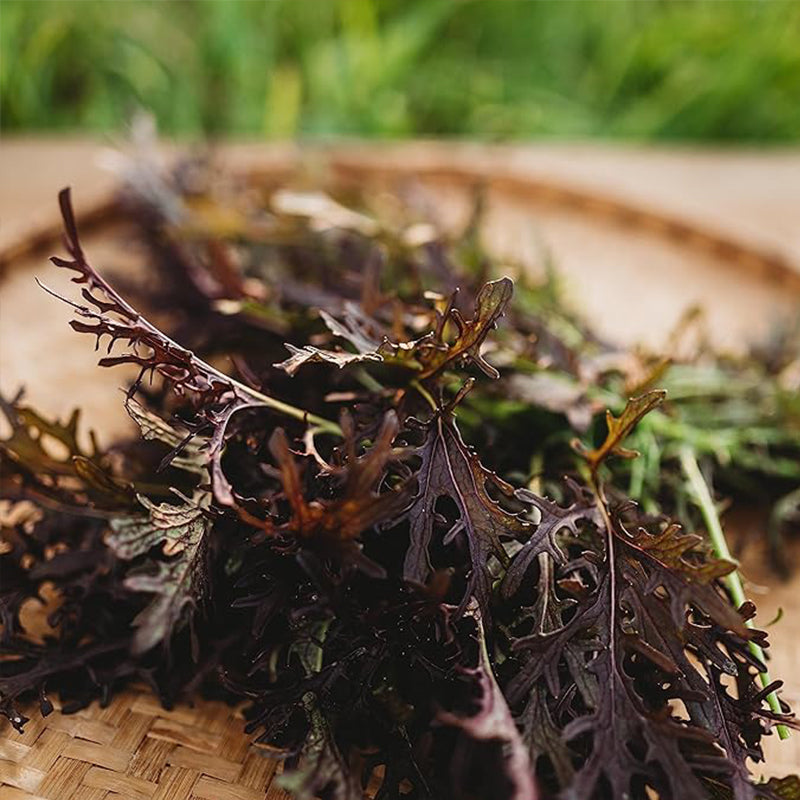 Mizuna roja Cultiva tus propias hojas de mostaza en interiores o exteriores, en contenedores o en el jardín