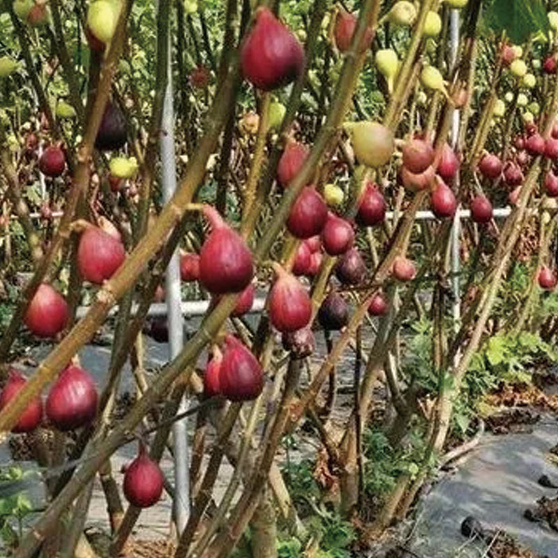Fig Tree Seeds (Ficus carica), Sweet Fruit Shrub