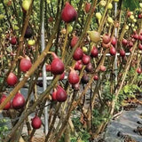 Fig Tree Seeds (Ficus carica), Sweet Fruit Shrub