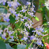 Blue Butterfly Flower Seeds