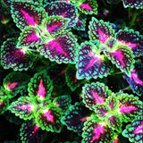 Coleus Bonsai Flower Leaf Plants Rainbow Dragon Seeds