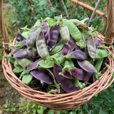 Royal Purple Snow Pea Seeds