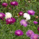 Semillas de aciano - Mezcla Imperialis - Bachelor Buttons