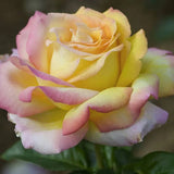 Rosa Peace (Hybrid Tea Rose) Seeds