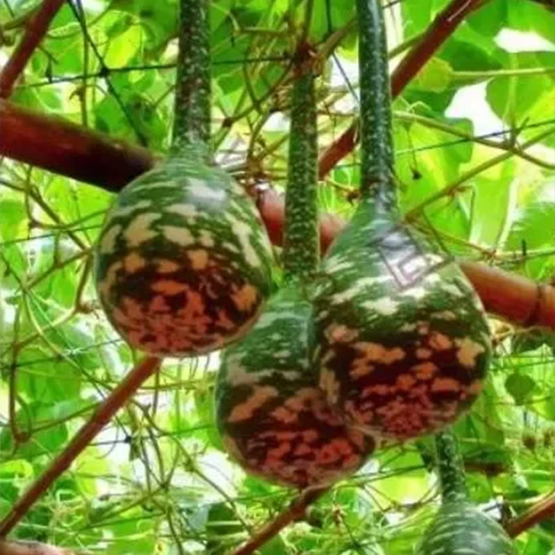 Rare Swan Speckled Swan Bottle Gourds Seeds