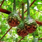 Rare Swan Speckled Swan Bottle Gourds Seeds