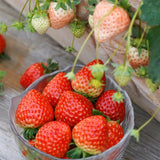 Semillas de crema de fresa