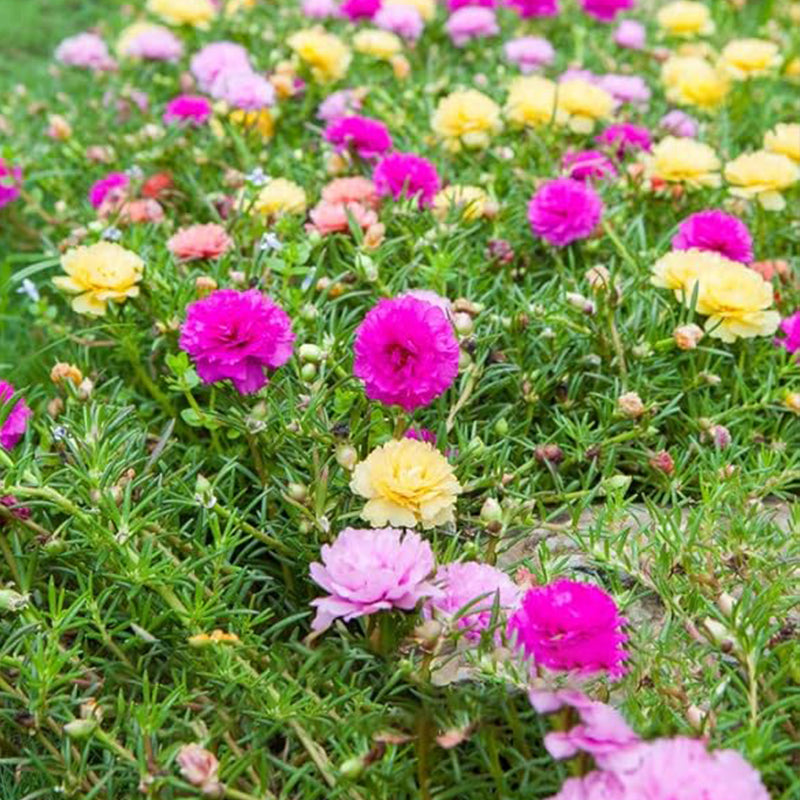 Semillas de rosa musgosa para plantar al aire libre, semillas de flores de verdolaga grandiflora para plantar