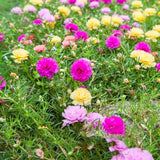 Semillas de rosa musgosa para plantar al aire libre, semillas de flores de verdolaga grandiflora para plantar