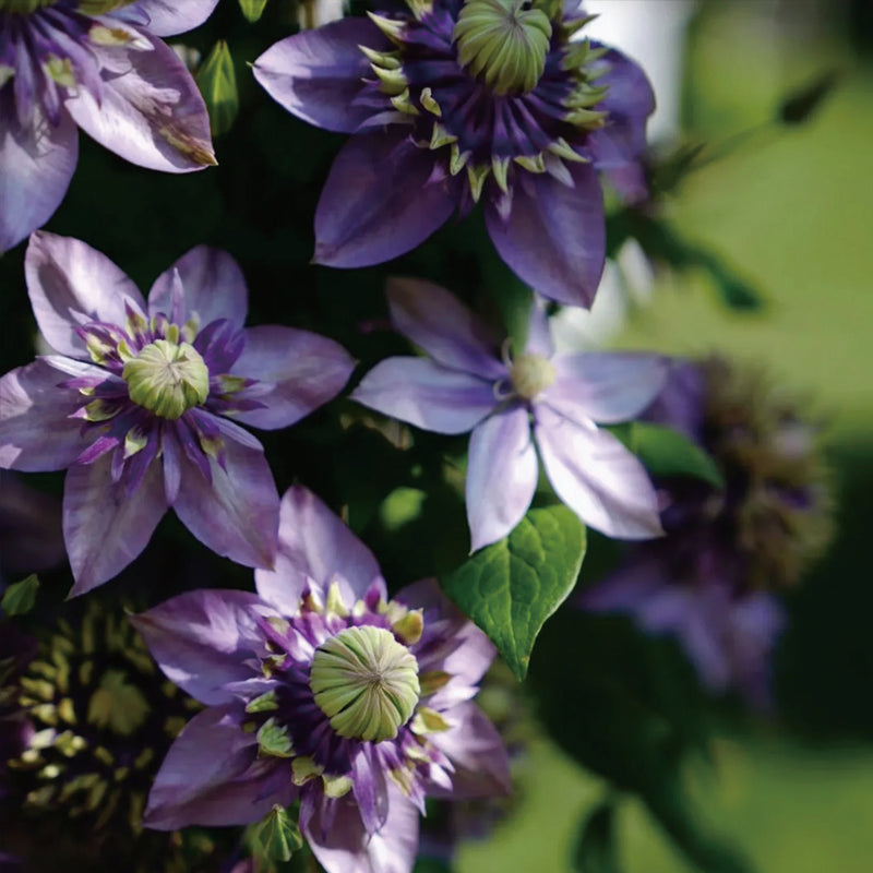 Clematis Taiga Seeds