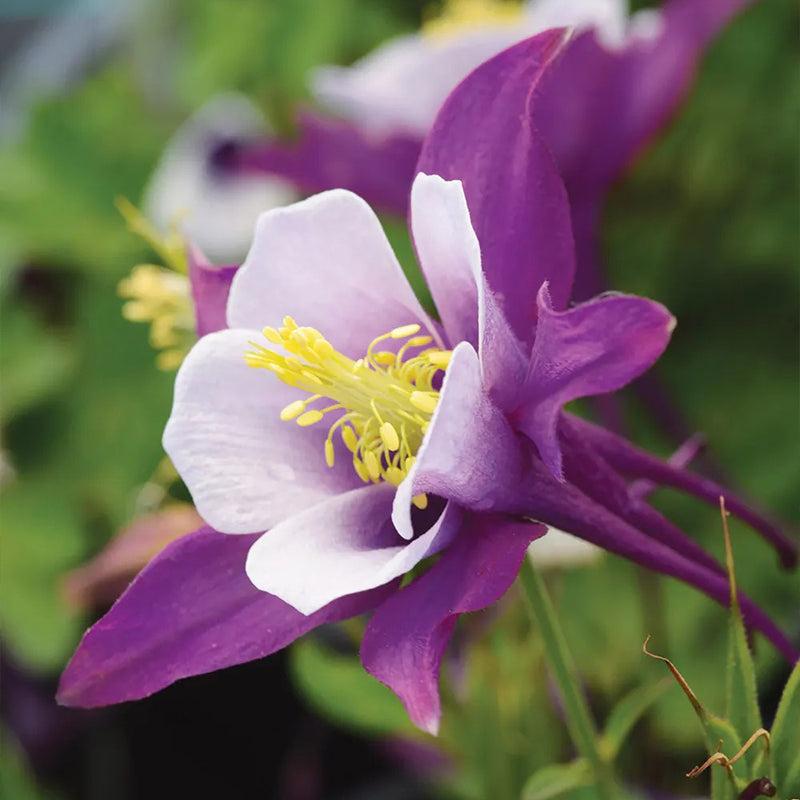 Columbine, Early Bird Purple & White