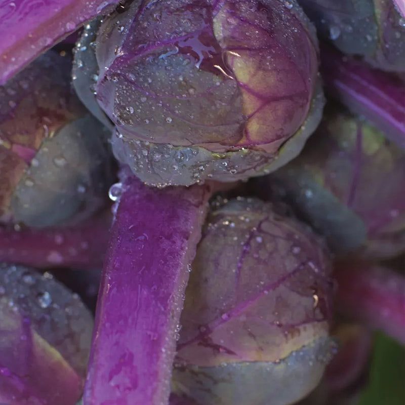 Brussels Sprouts, Redarling Hybrid