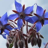 Borage Seeds - Starflower - Heirloom Non-GMO Herb Seeds for Planting an Herb Garden Borago Officinalis