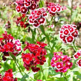 Sweet William Seeds - Herald of Spring Mix