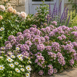 Pink Sweet Alyssum (Lobularia maritima) Seeds