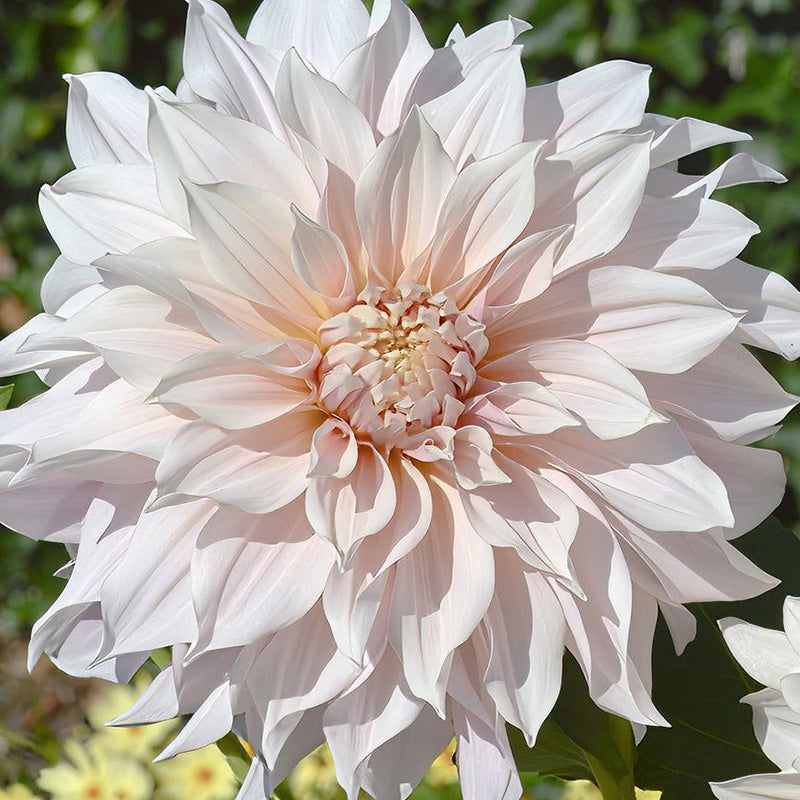 Premium Pinkish White Dahlia Seeds