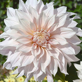 Premium Pinkish White Dahlia Seeds