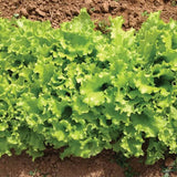 Lechuga Bergam's Green