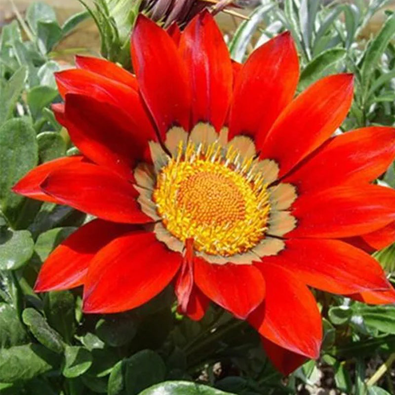 Semillas de girasol Gazania Coastal Rigens