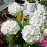 Geranium Pinto Premium White F1 Seed