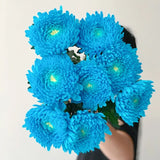 Rare blue Peony Chrysanthemum
