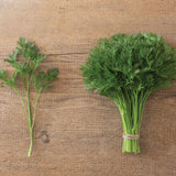 Menuette Parsley Seed