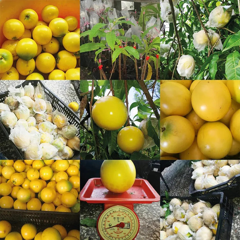 Golden Fruit Seeds Abiu Fruit Pouteria Caimito