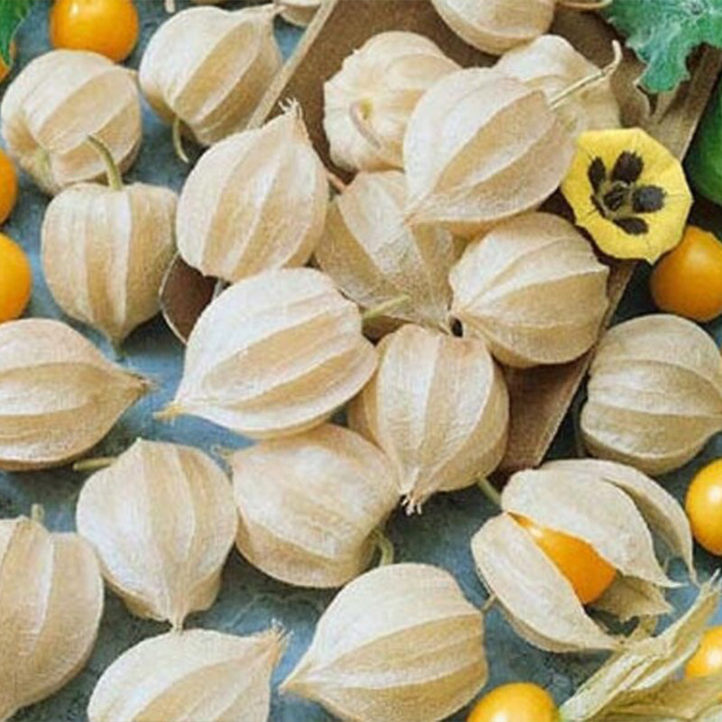 Cape Gooseberry Tomatillo, Ground Cherry  Goldenberry Seeds