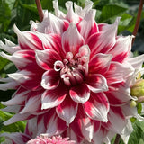Red & White Mixed Dahlia Seeds