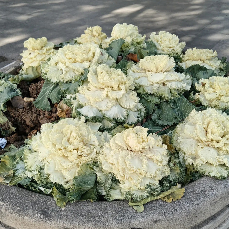 Creamy Lace Ornamental Kale Seeds