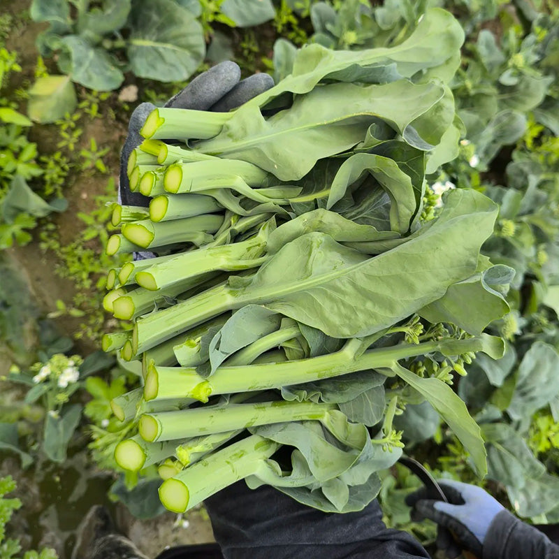 Heirloom Gai Lan Seeds (Chinese Broccoli)