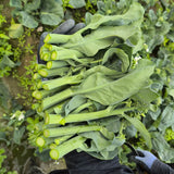 Heirloom Gai Lan Seeds (Chinese Broccoli)