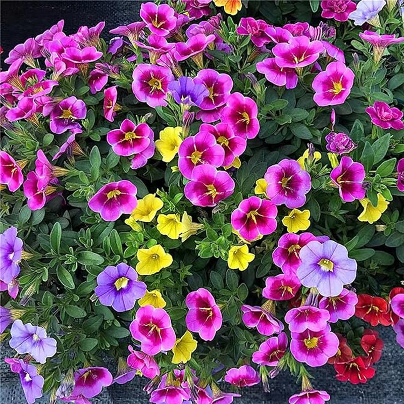 Petunia Seeds Grandiflora Flowers Mixed Rainbow Color