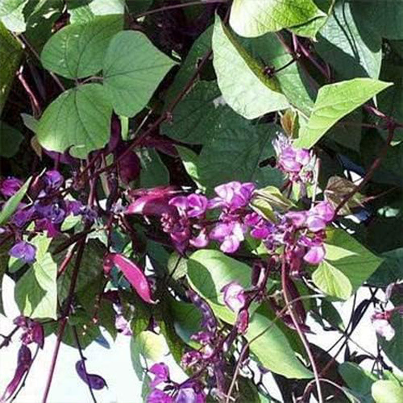 Perennial Green Dolichos Lablab Hyacinth Bean Vine & Flower Seed for Planting