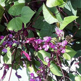 Perennial Green Dolichos Lablab Hyacinth Bean Vine & Flower Seed for Planting