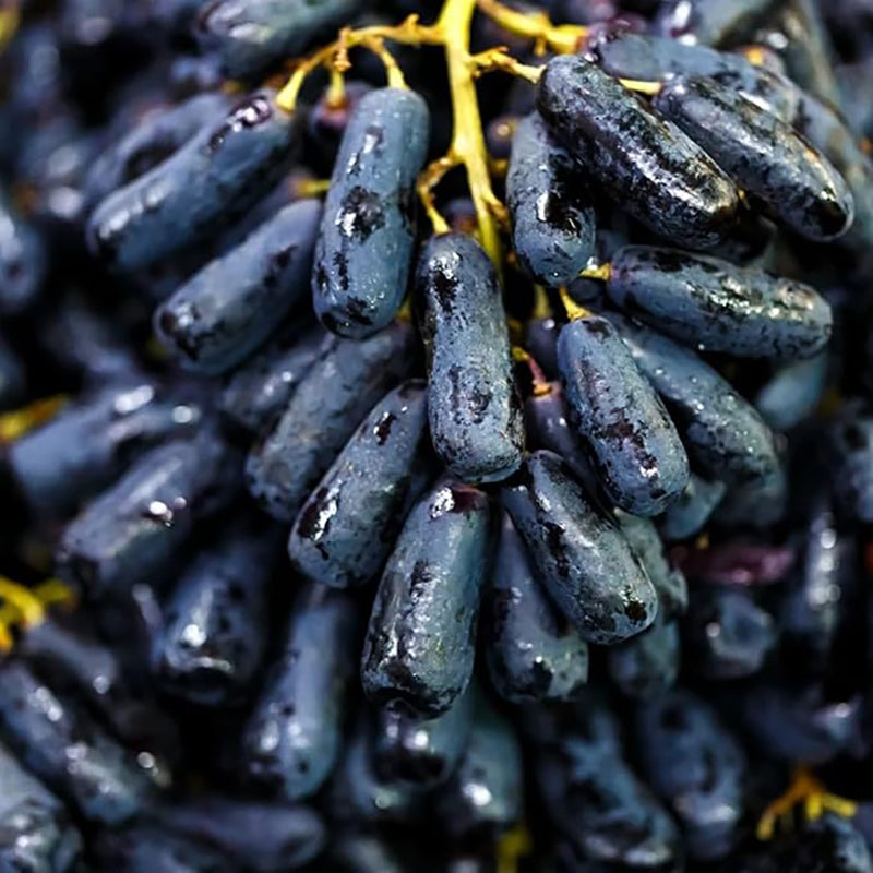 Black Finger Grape Seed Sweet Fruit Attract Butterflies and Bees