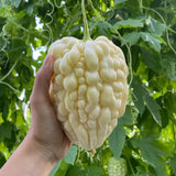 Melón amargo con manzana: ¿lo has probado?